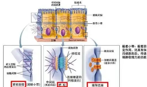 人原代上皮细胞