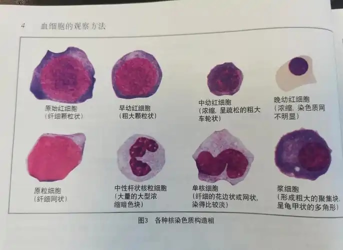 细胞纯度鉴定