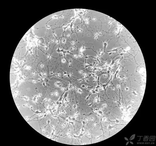 鼠原代神经元