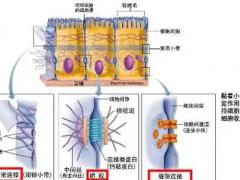2026干细胞产业展览会第12站