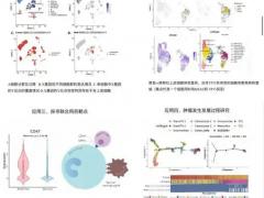 2026夏季细胞治疗专题博览会